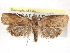  ( - CCDB-29487-H05)  @11 [ ] CreativeCommons - Attribution (2017) CBG Photography Group Centre for Biodiversity Genomics