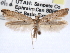  ( - CCDB-29488-A01)  @11 [ ] CreativeCommons - Attribution (2017) CBG Photography Group Centre for Biodiversity Genomics