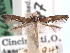  ( - CCDB-29488-A03)  @11 [ ] CreativeCommons - Attribution (2017) CBG Photography Group Centre for Biodiversity Genomics