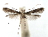  (Caloptilia sebastianiella - CCDB-29488-C08)  @11 [ ] CreativeCommons - Attribution (2017) CBG Photography Group Centre for Biodiversity Genomics