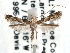  ( - CCDB-29488-C09)  @11 [ ] CreativeCommons - Attribution (2017) CBG Photography Group Centre for Biodiversity Genomics