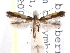  (Caloptilia porphyretica - CCDB-29488-C11)  @11 [ ] CreativeCommons - Attribution (2017) CBG Photography Group Centre for Biodiversity Genomics