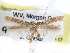  (Caloptilia quercinigrella - CCDB-29488-D03)  @13 [ ] CreativeCommons - Attribution (2017) CBG Photography Group Centre for Biodiversity Genomics