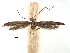  ( - CCDB-29488-D07)  @11 [ ] CreativeCommons - Attribution (2017) CBG Photography Group Centre for Biodiversity Genomics