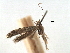  ( - CCDB-29488-D08)  @11 [ ] CreativeCommons - Attribution (2017) CBG Photography Group Centre for Biodiversity Genomics
