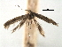  ( - CCDB-29488-D09)  @11 [ ] CreativeCommons - Attribution (2017) CBG Photography Group Centre for Biodiversity Genomics