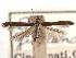  (Caloptilia juglandiella - CCDB-29488-D10)  @11 [ ] CreativeCommons - Attribution (2017) CBG Photography Group Centre for Biodiversity Genomics