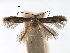  ( - CCDB-29488-F07)  @11 [ ] CreativeCommons - Attribution (2017) CBG Photography Group Centre for Biodiversity Genomics