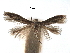 ( - CCDB-29488-F08)  @11 [ ] CreativeCommons - Attribution (2017) CBG Photography Group Centre for Biodiversity Genomics