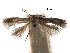  ( - CCDB-29488-F09)  @11 [ ] CreativeCommons - Attribution (2017) CBG Photography Group Centre for Biodiversity Genomics