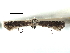  (Parornix peregrinaella - CCDB-29488-G04)  @11 [ ] CreativeCommons - Attribution (2017) CBG Photography Group Centre for Biodiversity Genomics
