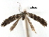  (Parornix solitariella - CCDB-29488-H04)  @11 [ ] CreativeCommons - Attribution (2017) CBG Photography Group Centre for Biodiversity Genomics