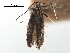 (Parornix festinella - CCDB-29488-H05)  @11 [ ] CreativeCommons - Attribution (2017) CBG Photography Group Centre for Biodiversity Genomics