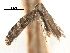  ( - CCDB-29488-H07)  @11 [ ] CreativeCommons - Attribution (2017) CBG Photography Group Centre for Biodiversity Genomics