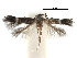  ( - CCDB-29489-C06)  @11 [ ] CreativeCommons - Attribution (2017) CBG Photography Group Centre for Biodiversity Genomics
