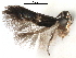  (Siskiwitia falcata - CCDB-29489-C07)  @11 [ ] CreativeCommons - Attribution (2017) CBG Photography Group Centre for Biodiversity Genomics