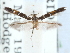  ( - CCDB-29490-A10)  @11 [ ] CreativeCommons - Attribution (2017) CBG Photography Group Centre for Biodiversity Genomics