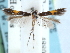  (Cosmopterix bendidia - CCDB-29490-B01)  @11 [ ] CreativeCommons - Attribution (2017) CBG Photography Group Centre for Biodiversity Genomics