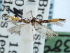 (Cosmopterix chisosensis - CCDB-29490-B03)  @11 [ ] CreativeCommons - Attribution (2017) CBG Photography Group Centre for Biodiversity Genomics