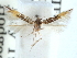  (Cosmopterix dicacula - CCDB-29490-B11)  @11 [ ] CreativeCommons - Attribution (2017) CBG Photography Group Centre for Biodiversity Genomics