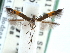  ( - CCDB-29490-C03)  @11 [ ] CreativeCommons - Attribution (2017) CBG Photography Group Centre for Biodiversity Genomics