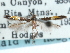  (Cosmopterix inopis - CCDB-29490-C04)  @11 [ ] CreativeCommons - Attribution (2017) CBG Photography Group Centre for Biodiversity Genomics