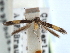  (Cosmopterix lespedezae - CCDB-29490-C05)  @11 [ ] CreativeCommons - Attribution (2017) CBG Photography Group Centre for Biodiversity Genomics