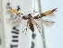 (Cosmopterix magophila - CCDB-29490-C06)  @11 [ ] CreativeCommons - Attribution (2017) CBG Photography Group Centre for Biodiversity Genomics