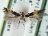  ( - CCDB-29490-C09)  @11 [ ] CreativeCommons - Attribution (2017) CBG Photography Group Centre for Biodiversity Genomics