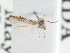  (Melanocinclis gnoma - CCDB-29490-D11)  @11 [ ] CreativeCommons - Attribution (2017) CBG Photography Group Centre for Biodiversity Genomics