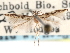  ( - CCDB-29490-E01)  @11 [ ] CreativeCommons - Attribution (2017) CBG Photography Group Centre for Biodiversity Genomics