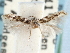  ( - CCDB-29490-E03)  @11 [ ] CreativeCommons - Attribution (2017) CBG Photography Group Centre for Biodiversity Genomics