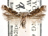  ( - CCDB-29490-F11)  @11 [ ] CreativeCommons - Attribution (2017) CBG Photography Group Centre for Biodiversity Genomics
