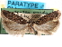  ( - CCDB-29490-G04)  @11 [ ] CreativeCommons - Attribution (2017) CBG Photography Group Centre for Biodiversity Genomics