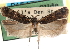 ( - CCDB-29490-G07)  @11 [ ] CreativeCommons - Attribution (2017) CBG Photography Group Centre for Biodiversity Genomics