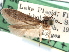  ( - CCDB-29491-B02)  @11 [ ] CreativeCommons - Attribution (2017) CBG Photography Group Centre for Biodiversity Genomics