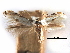  ( - CCDB-29491-B03)  @11 [ ] CreativeCommons - Attribution (2017) CBG Photography Group Centre for Biodiversity Genomics