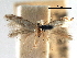  (Bucculatrix agnella - CCDB-29491-B04)  @11 [ ] CreativeCommons - Attribution (2017) CBG Photography Group Centre for Biodiversity Genomics
