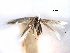  (Bucculatrix albaciliella - CCDB-29491-B05)  @11 [ ] CreativeCommons - Attribution (2017) CBG Photography Group Centre for Biodiversity Genomics