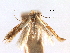  ( - CCDB-29491-B06)  @11 [ ] CreativeCommons - Attribution (2017) CBG Photography Group Centre for Biodiversity Genomics