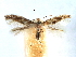  (Bucculatrix albertiella - CCDB-29491-B07)  @11 [ ] CreativeCommons - Attribution (2017) CBG Photography Group Centre for Biodiversity Genomics