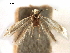  (Bucculatrix enceliae - CCDB-29491-C05)  @11 [ ] CreativeCommons - Attribution (2017) CBG Photography Group Centre for Biodiversity Genomics