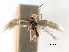  (Bucculatrix evanescens - CCDB-29491-C06)  @11 [ ] CreativeCommons - Attribution (2017) CBG Photography Group Centre for Biodiversity Genomics