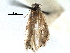  (Bucculatrix franseriae - CCDB-29491-C07)  @11 [ ] CreativeCommons - Attribution (2017) CBG Photography Group Centre for Biodiversity Genomics