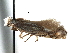  (Bucculatrix flourensiae - CCDB-29491-C08)  @11 [ ] CreativeCommons - Attribution (2017) CBG Photography Group Centre for Biodiversity Genomics