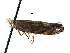  ( - CCDB-29491-C09)  @11 [ ] CreativeCommons - Attribution (2017) CBG Photography Group Centre for Biodiversity Genomics