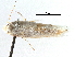  (Bucculatrix latella - CCDB-29491-C11)  @11 [ ] CreativeCommons - Attribution (2017) CBG Photography Group Centre for Biodiversity Genomics