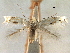  (Bucculatrix leptalea - CCDB-29491-C12)  @11 [ ] CreativeCommons - Attribution (2017) CBG Photography Group Centre for Biodiversity Genomics