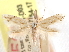  (Bucculatrix longula - CCDB-29491-D03)  @11 [ ] CreativeCommons - Attribution (2017) CBG Photography Group Centre for Biodiversity Genomics