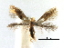  (Bucculatrix luteella - CCDB-29491-D04)  @11 [ ] CreativeCommons - Attribution (2017) CBG Photography Group Centre for Biodiversity Genomics